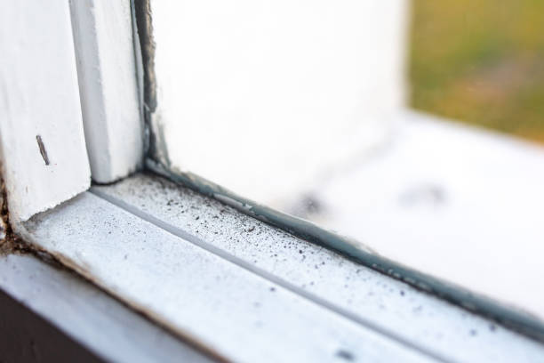 Best Real Estate Mold Inspection  in Hernando, FL