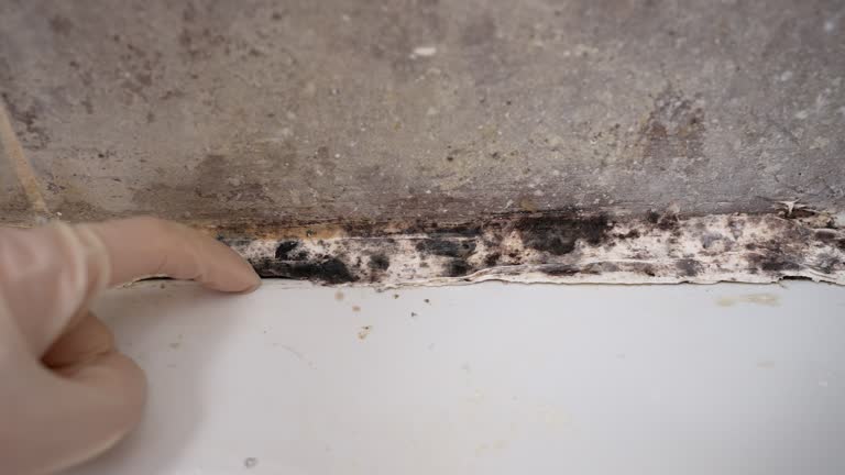  Hernando, FL Mold Removal Pros